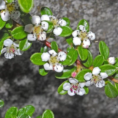 Кизильник ТАНГСТЕДТ горизонтальный  в Иркутске