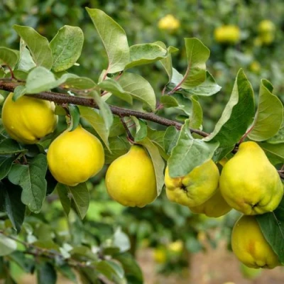 Айва ТРИУМФ в Иркутске