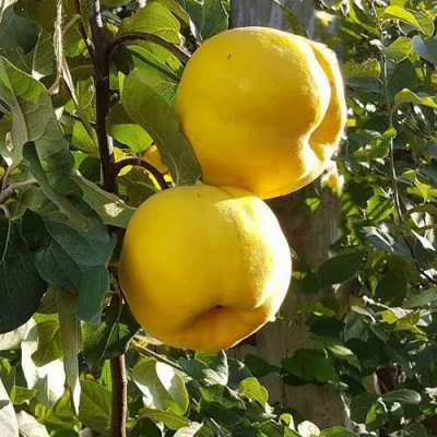 Айва МАРИЯ в Иркутске