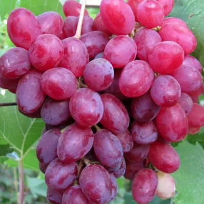 Виноград КИШМИШ ВЕЛЕС в Иркутске
