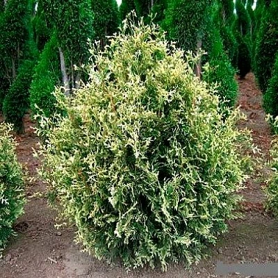 Туя ГОЛД ПЕРЛ западная в Иркутске