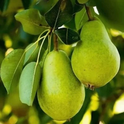 Груша СЕВЕРЯНКА колонновидная в Иркутске