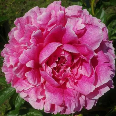 Пион ЗЕ ФОН травянистый в Иркутске
