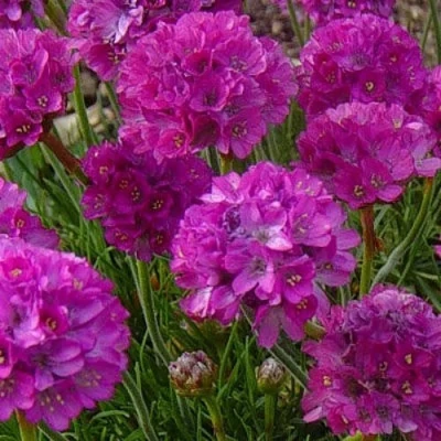 Армерия МОНИНГ СТАР ДИП РОУЗ в Иркутске