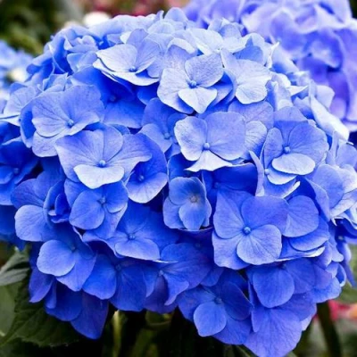 саженцы гортензии боденси