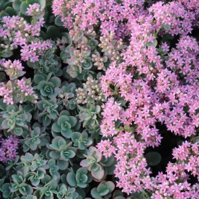 Очиток (седум) САНСПАРКЛЕР ЛАЙМ ЗИНГЕР в Иркутске