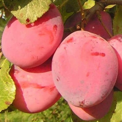 Слива ФАВОРИТЕ ДЕ СУЛТАНО в Иркутске