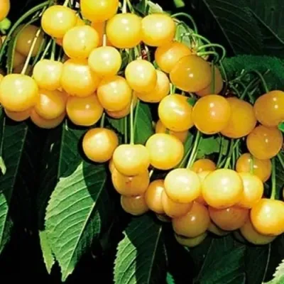 Черешня ДРОГАНА ЖЁЛТАЯ в Иркутске