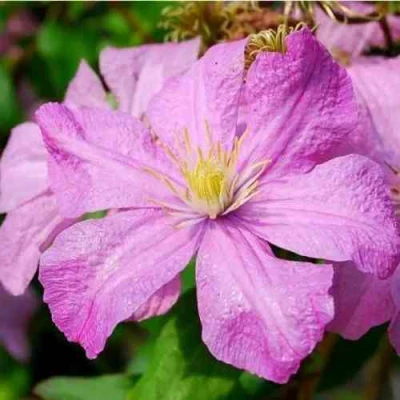 Клематис КОМТЕСС ДЕ БУШО в Иркутске