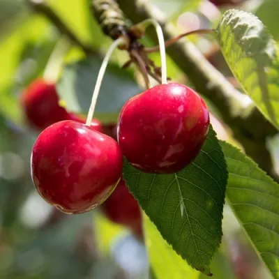 Черешня ТЕРЕМОШКА в Иркутске