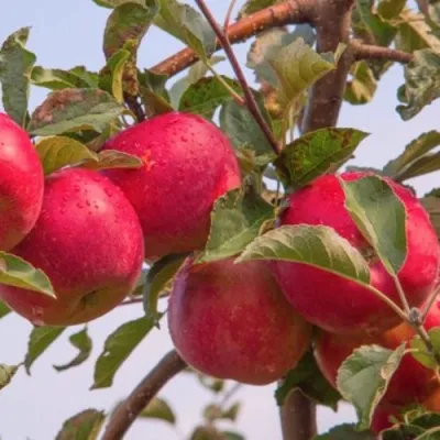 Яблоня РОЖДЕСТВЕНСКОЕ в Иркутске