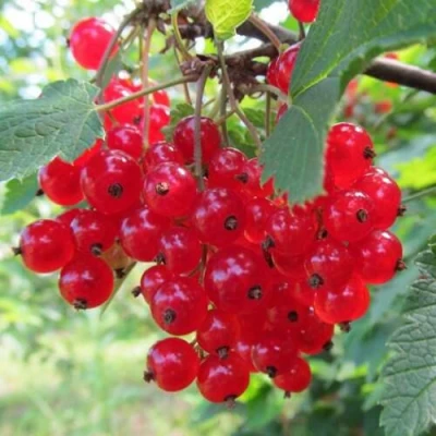 Смородина красная КРАСНАЯ АНДРЕЙЧЕНКО в Иркутске