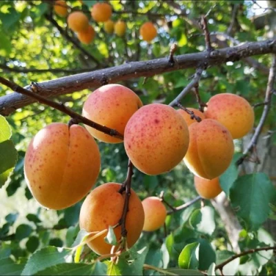 Абрикос ЖЕРДЕЛА в Иркутске