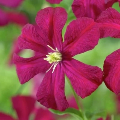 Клематис МАДАМ ДЖУЛИЯ КОРРЕВОН в Иркутске