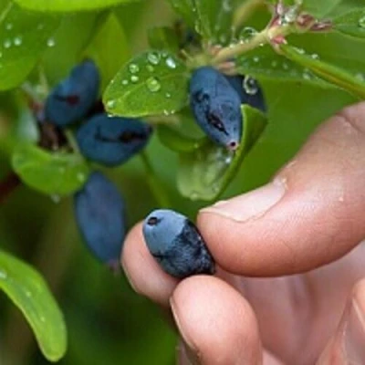 Жимолость съедобная АМФОРА в Иркутске