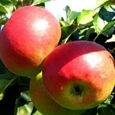 Яблоня СОКОЛОВСКОЕ стелющаяся в Иркутске