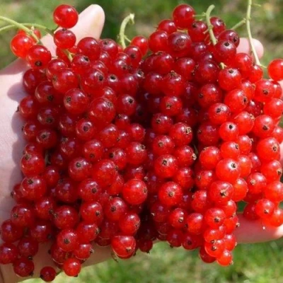 Смородина красная РЕД ПУЛ в Иркутске