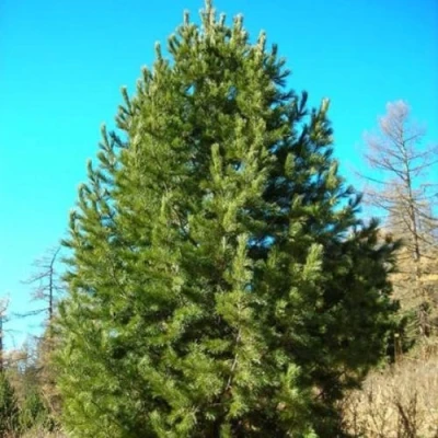 Сосна кедровая сибирская в Иркутске