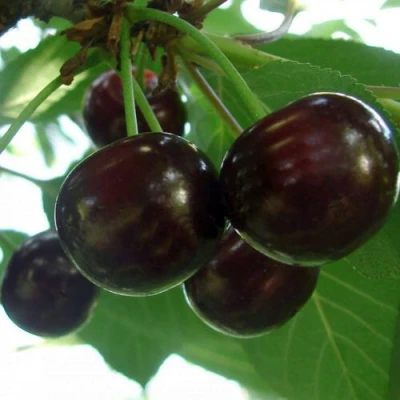Дюк КСЕНИЯ (ЧЕРЕВИШНЯ) в Иркутске