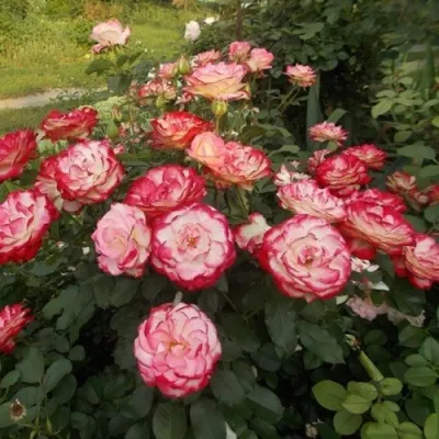 Роза ЮБИЛЕЙ ПРИНЦА МОНАКО флорибунда в Иркутске