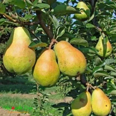 Груша ДОБРЯНКА в Иркутске