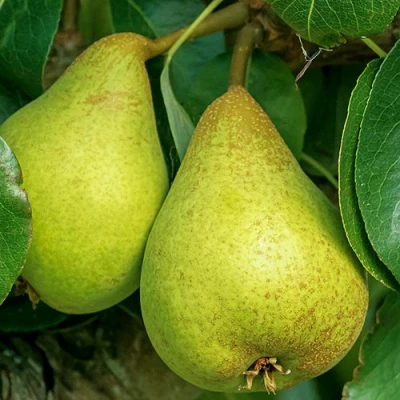 Груша Г-6 колонновидная в Иркутске