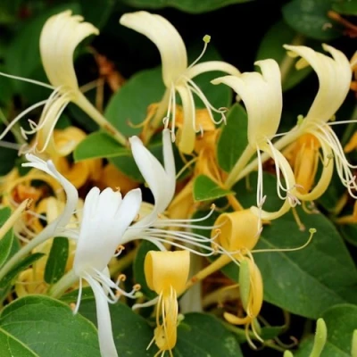 Жимолость ХАЛЛИАНА японская (Хелиана) в Иркутске