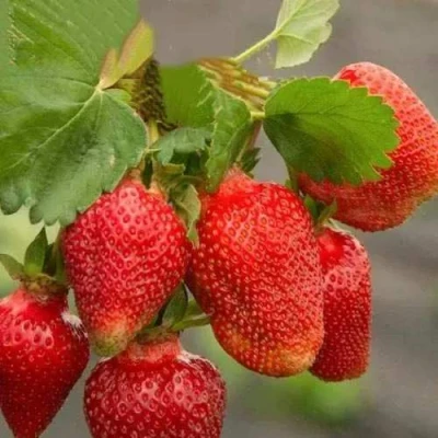 саженцы земляники садовой Азия