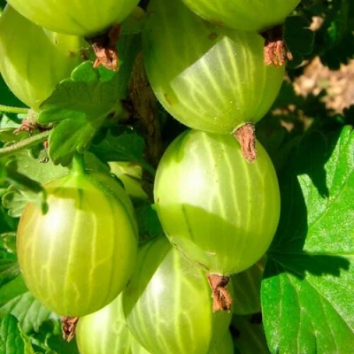 саженцы крыжовника малахит