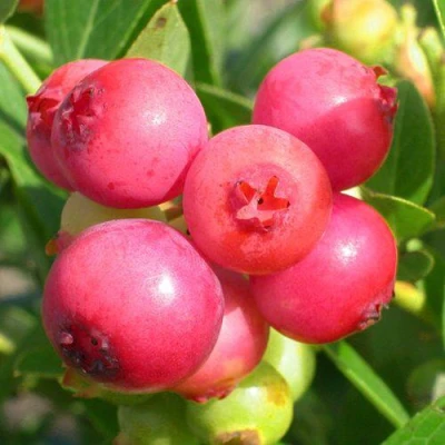 Голубика ПИНК ЛИМОНАД в Иркутске