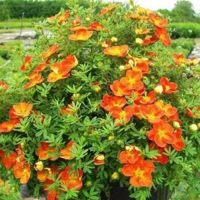 Лапчатка ОРАНЖСТАР кустарниковая в Иркутске