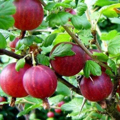 саженцы крыжовника консул