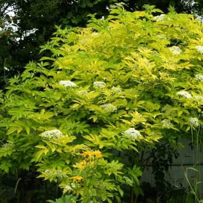 Бузина черная АУРЕА в Иркутске