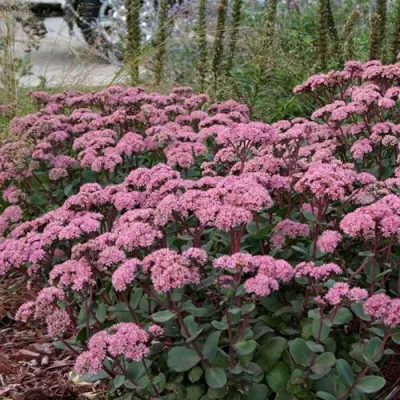 Очиток (седум) МАТРОНА в Иркутске