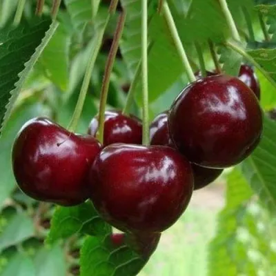 Вишня ЖАДАНА в Иркутске