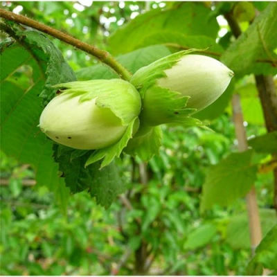 Фундук КОСФОРД в Иркутске