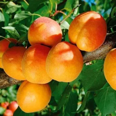 Абрикос СПАДЧЫНА в Иркутске