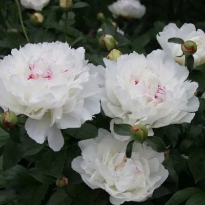 Пион ФЕСТИВА МАКСИМА травянистый в Иркутске