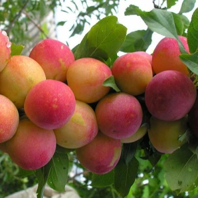 Слива СКОРОПЛОДНАЯ в Иркутске