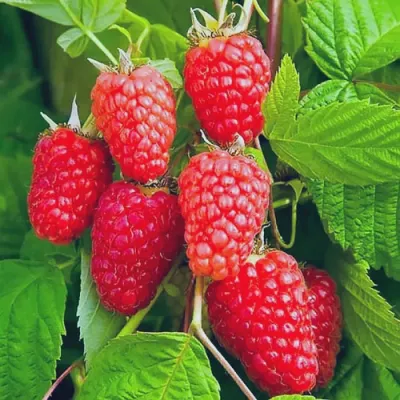 Малина МАРАСТАР в Иркутске