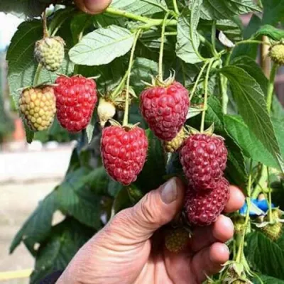 Малина ПОЛЕСЬЕ в Иркутске