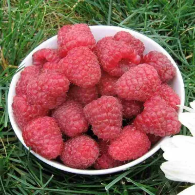 Малина КАРАМЕЛЬНАЯ в Иркутске