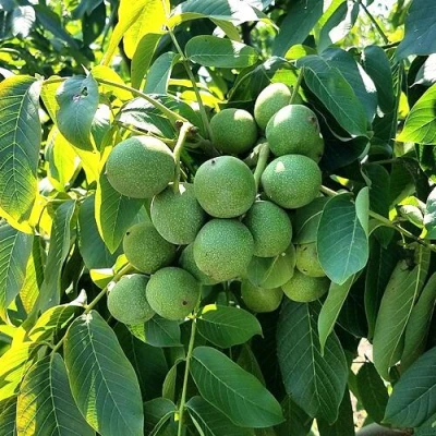 Грецкий орех  ИЗЯЩНЫЙ в Иркутске
