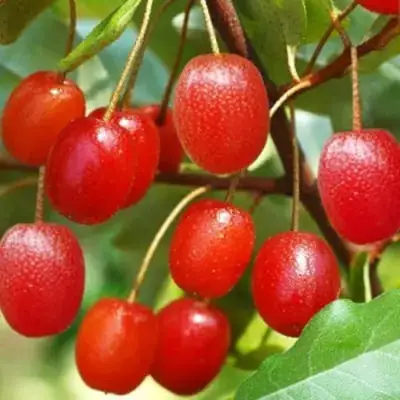 Гуми ТАИСА (ЛОХ МНОГОЦВЕТКОВЫЙ) в Иркутске