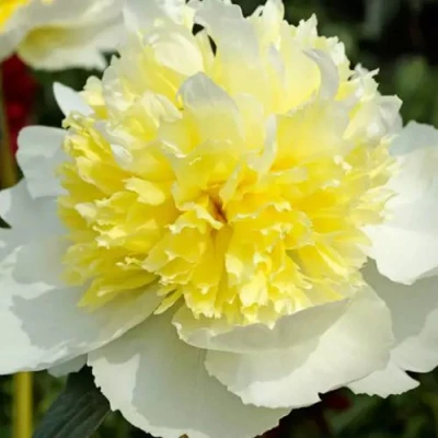 Пион ХАННИ ГОЛД травянистый в Иркутске