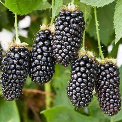 Ежевика КАРАКА БЛЭК в Иркутске