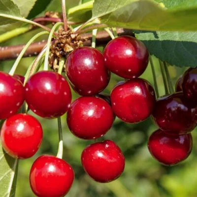 Вишня ЛЮБСКАЯ в Иркутске