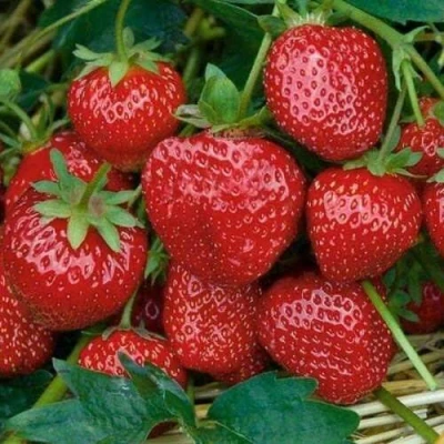 саженцы клубники Сельва