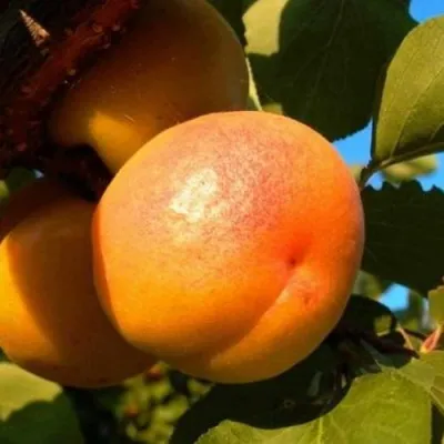 Абрикос СПАДЧЫНА в Иркутске