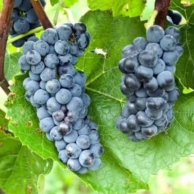 Виноград ВЭЛИАНТ в Иркутске